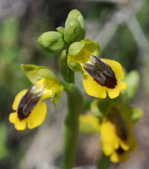 Ophrys phryganae