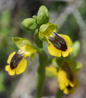 Ophrys phryganae