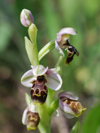 Ophrys umbilicata