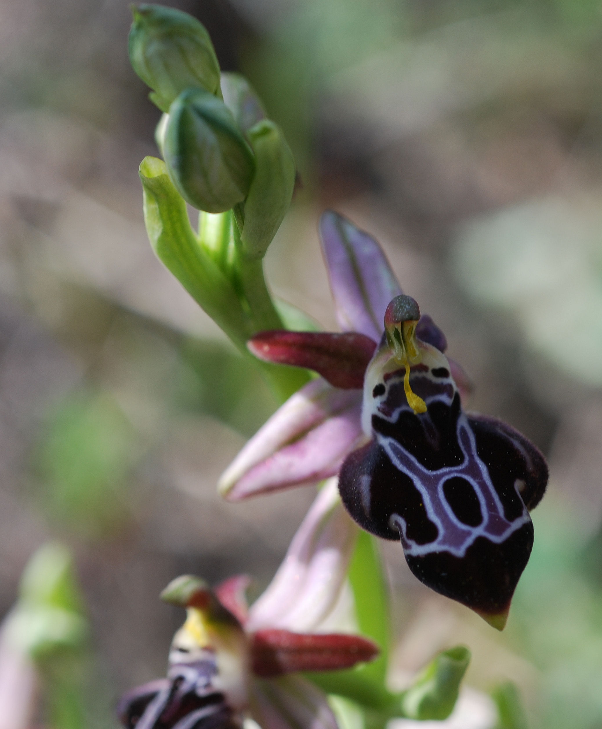 Ophrys cretica ssp. beloniae