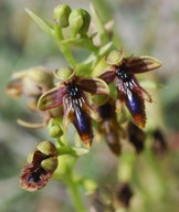 Ophrys regis-ferdinandii