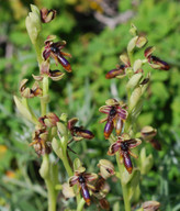 Ophrys regis-ferdinandii