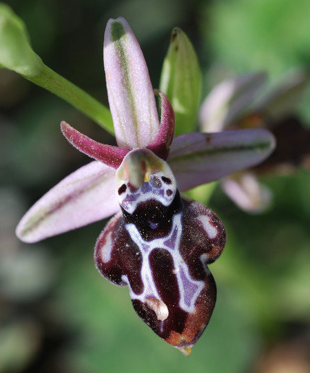 Ophrys cretica ssp. beloniae