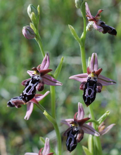 Ophrys cretica ssp. beloniae