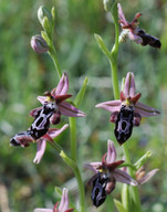 Ophrys cretica ssp. beloniae