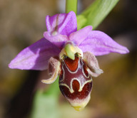 Ophrys cornutula