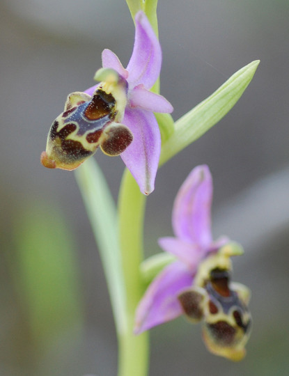 Ophrys polyxo