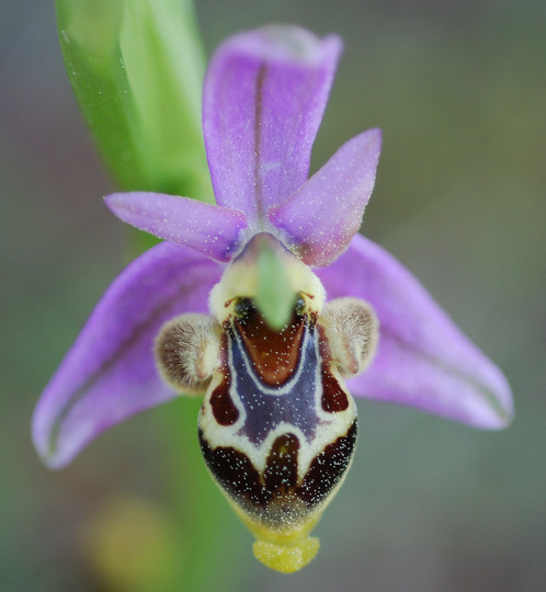 Ophrys polyxo