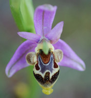 Ophrys polyxo