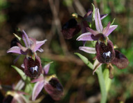 Ophrys ferrum-equinum