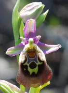 Ophrys halia