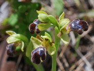 Ophrys omegaifera