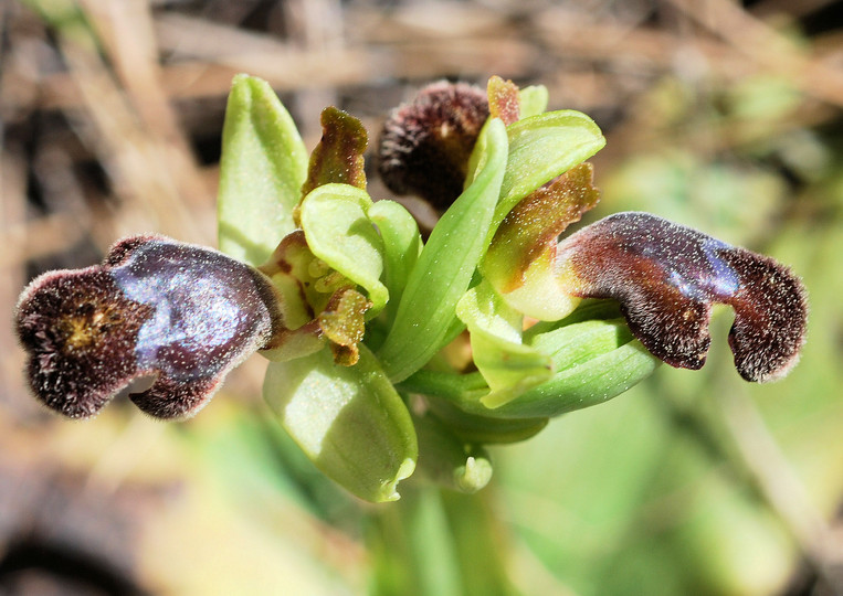 Ophrys omegaifera