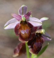 Ophrys lucis