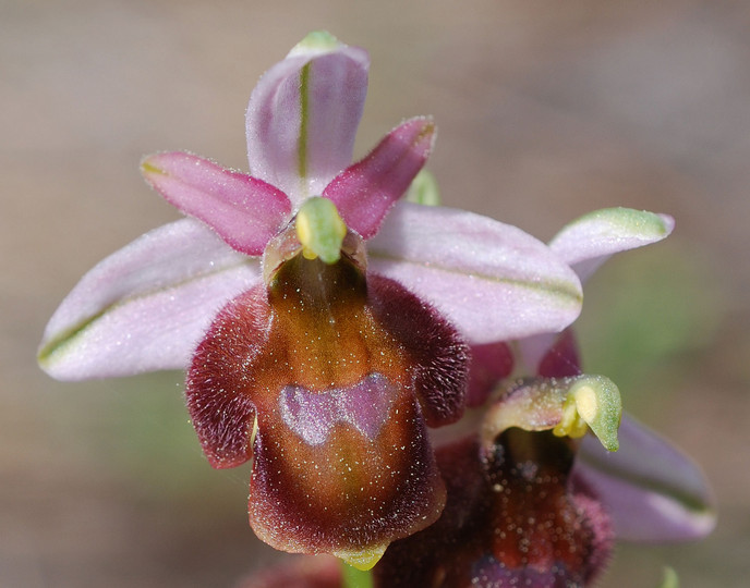 Ophrys lucis