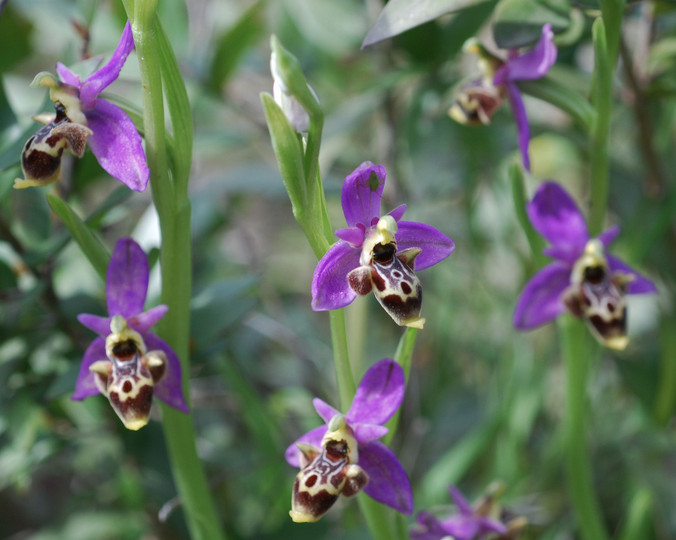 Ophrys polyxo