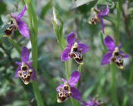 Ophrys polyxo