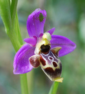 Ophrys polyxo