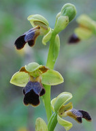 Ophrys attaviria