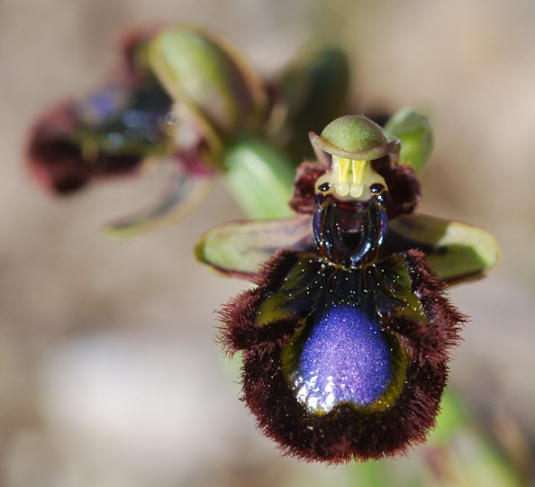 Ophrys speculum