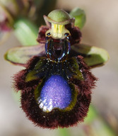 Ophrys speculum