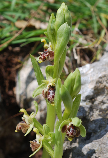 Ophrys rhodia