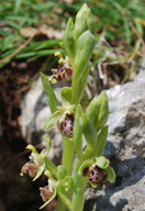 Ophrys rhodia