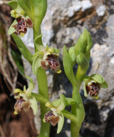 Ophrys rhodia