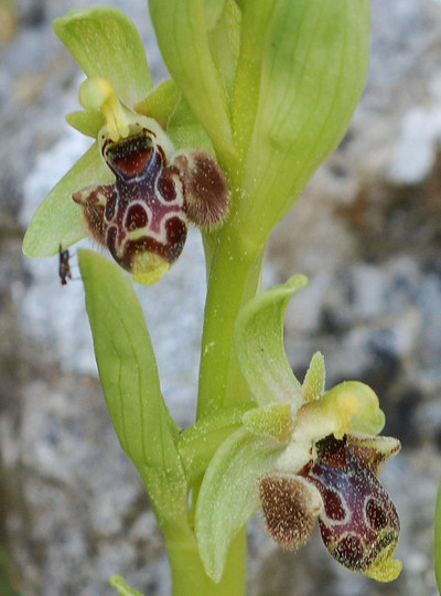 Ophrys rhodia