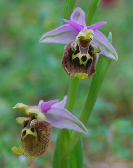 Ophrys colossaea