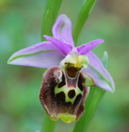 Ophrys colossaea