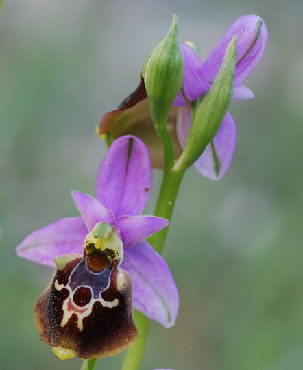 Ophrys colossaea