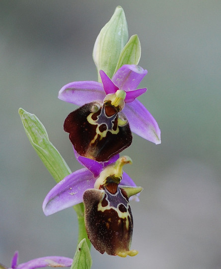 Ophrys colossaea