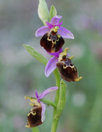 Ophrys colossaea