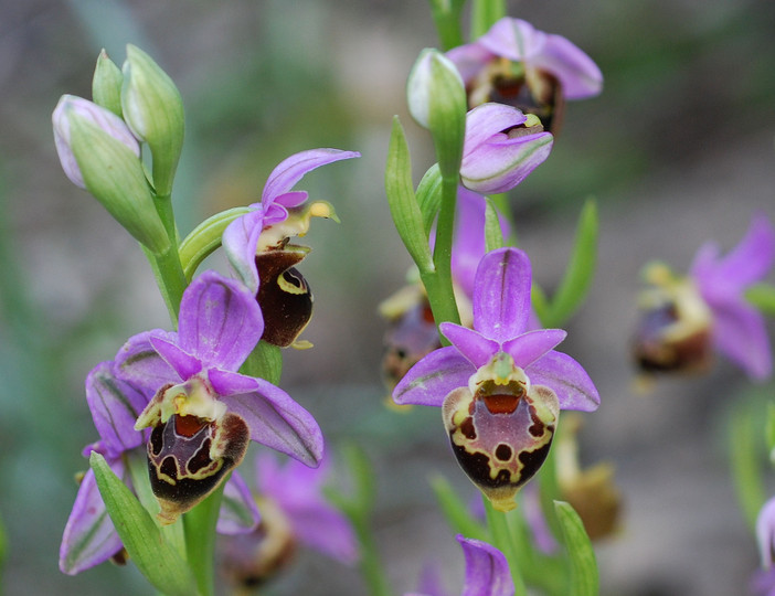 Ophrys calypsus