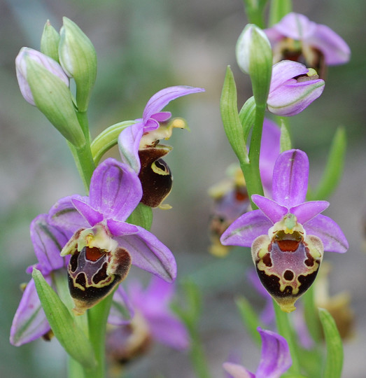 Ophrys calypsus