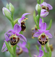 Ophrys calypsus