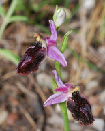 Ophrys ferrum-equinum