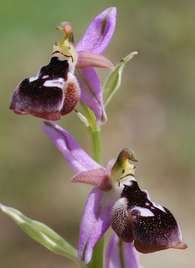 Ophrys reinholdii