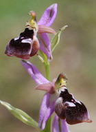 Ophrys reinholdii