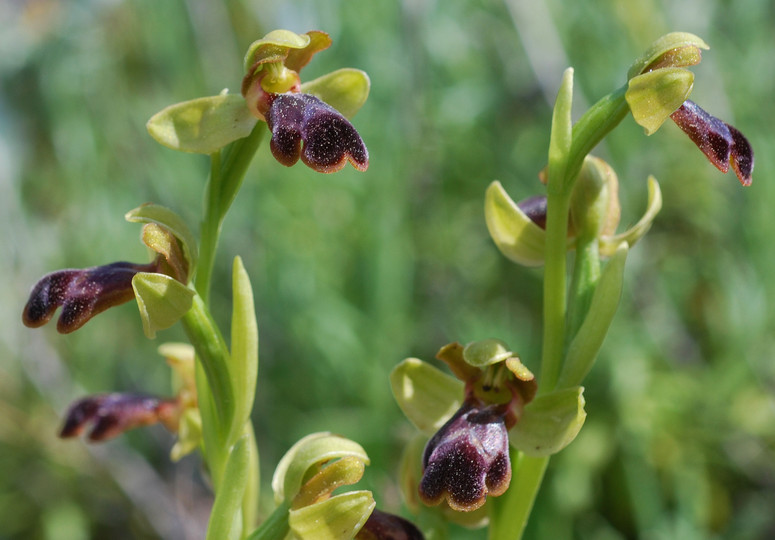 Ophrys attaviria var eptapigiensis