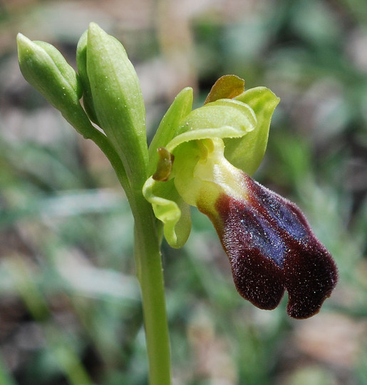 Ophrys attaviria