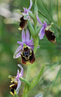 Ophrys colossaea x polyxo