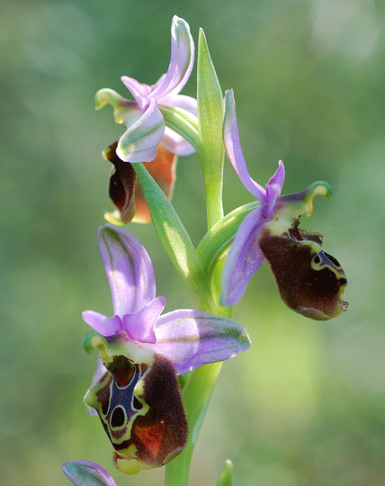 Ophrys colossaea x polyxo