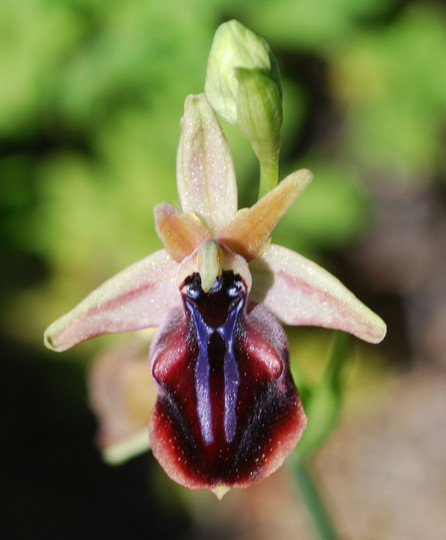 Ophrys mammosa