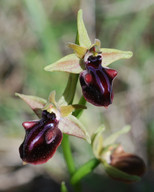 Ophrys mammosa