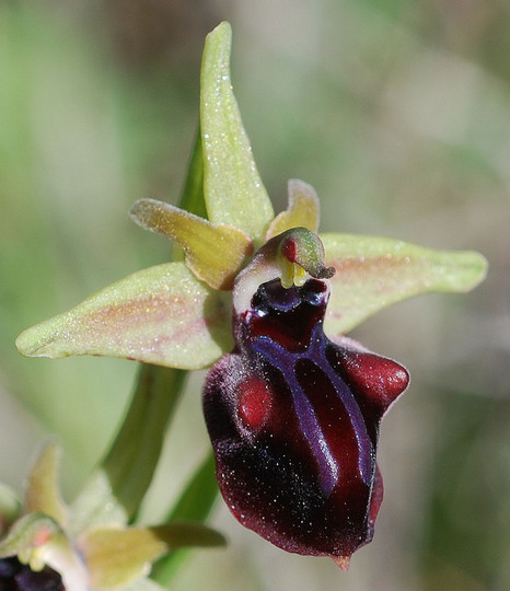 Ophrys mammosa