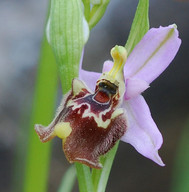 Ophrys candica