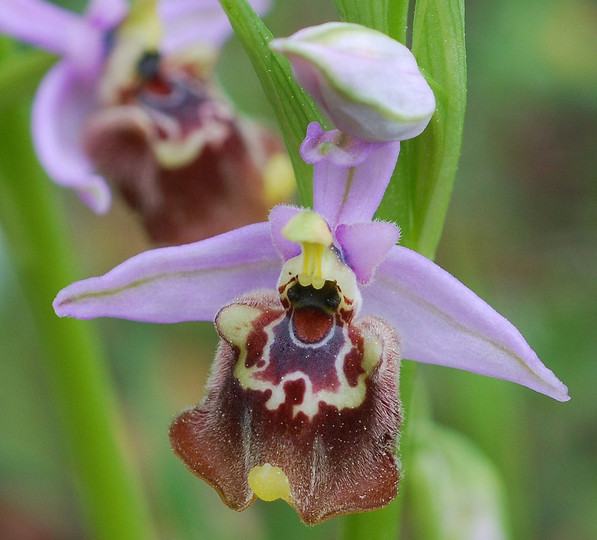 Ophrys candica