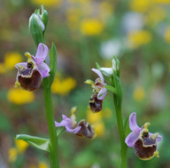 Ophrys candica